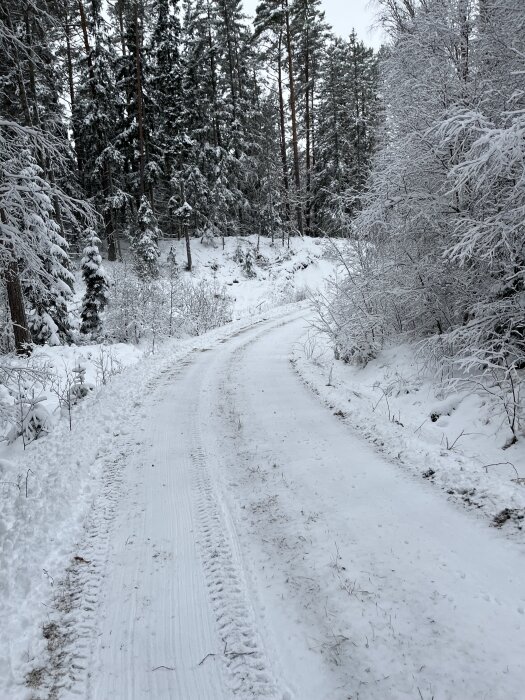Snöig skogsväg kantad av höga träd och buskar täckta med snö.