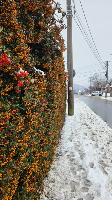 Snöig trottoar med fotspår, intill en buske med orange och röda bär, och en elstolpe. Grå vinterhimmel i bakgrunden.