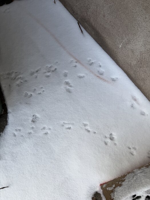 Fotspår i snön av ett litet djur, möjligen råtta, bredvid en vägg.