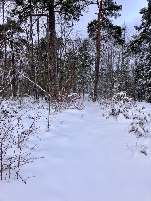 Snötäckt stig genom en skog med höga träd och snötyngda buskar, en vinterlandskapsscen.
