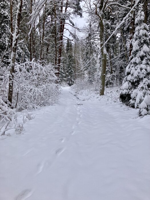 Snötäckt skogsstig med fotspår omgiven av snötäckta träd och buskar i en tät skogsmiljö.