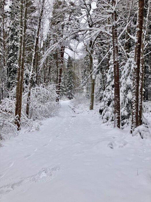 En snötäckt skogsstig med höga träd och vinterlandskap. Grenar och träd är täckta av snö, vilket skapar en fridfull atmosfär.