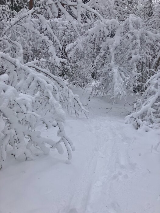 Snötäckt stig genom en tät skog med grenar hängande tunga av snö.