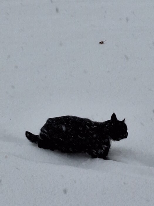 Svart katt springer genom djup snö i vinterlandskap.