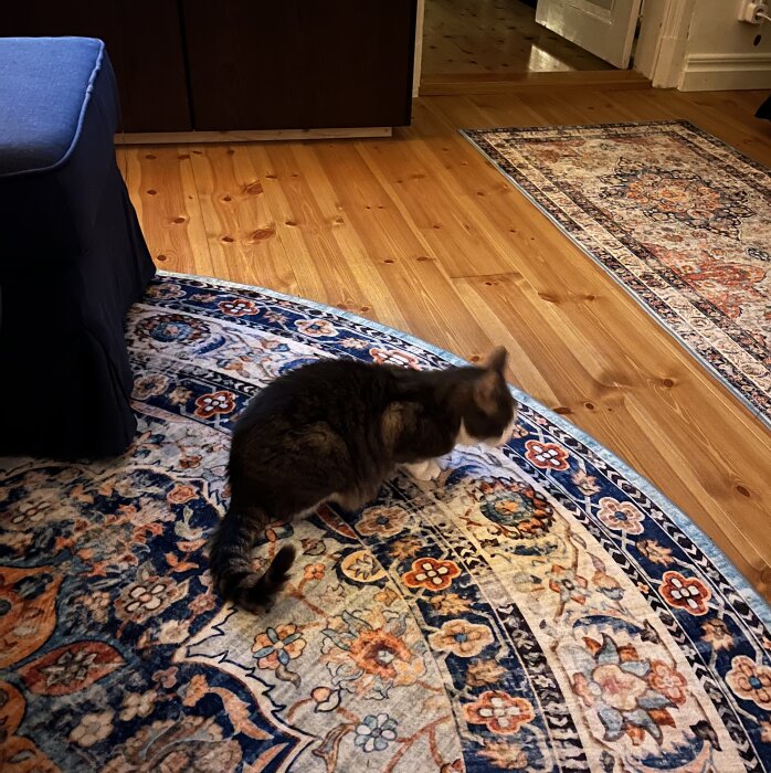 Katt står på en orientalisk matta i ett rum med träparkett, nära en blå soffa, eventuell jakt på godis.