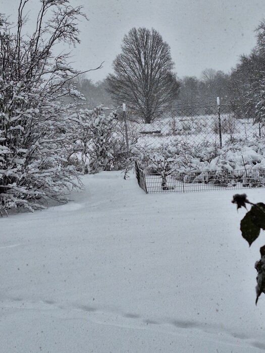 Snötäckt trädgård med träd och buskar, staket i bakgrunden. Snö faller lätt och spår syns i den orörda snön på marken.