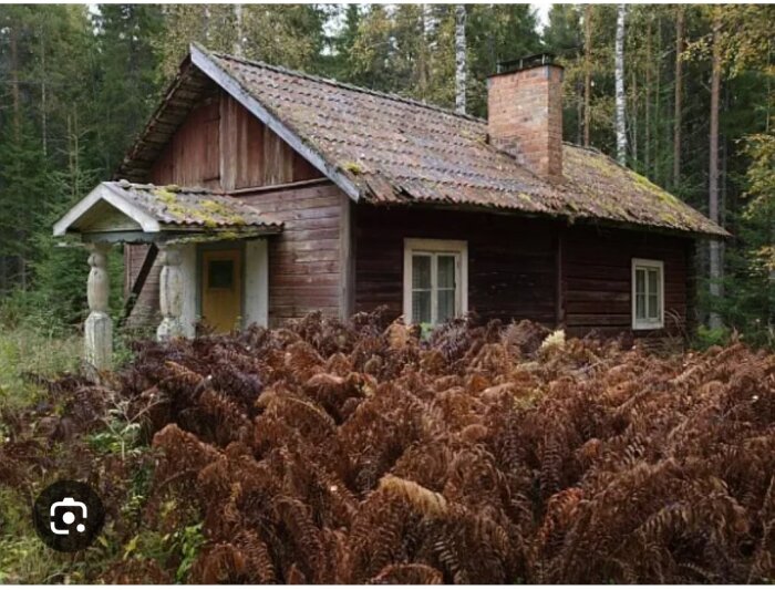 Gammalt trähus med mossig tegeltak i skogsmiljö, omgivet av bruna ormbunkar.