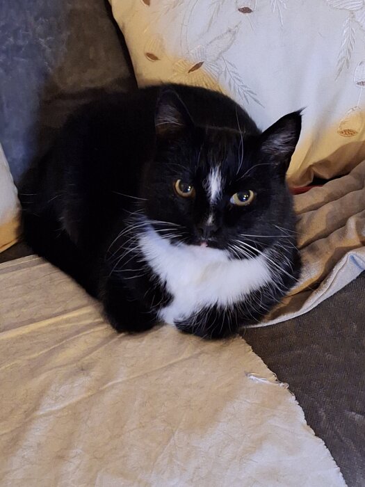 Svar: Svartvit katt ligger på en filt, ser missnöjd ut.