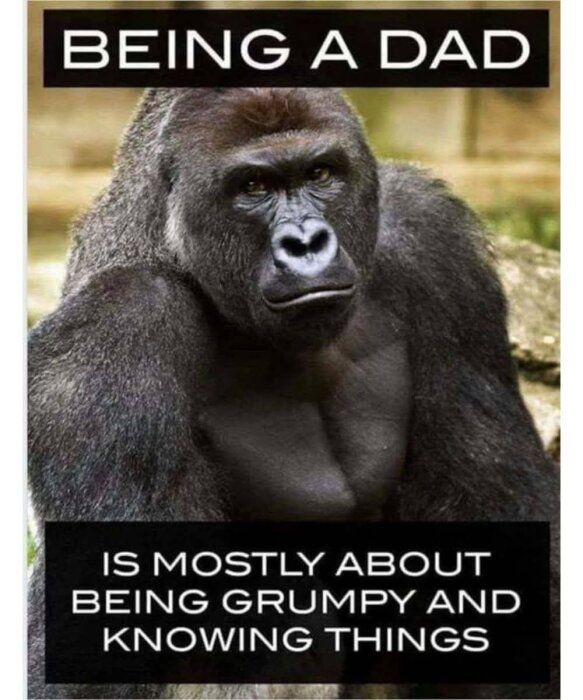 Gorilla med texten "Being a dad is mostly about being grumpy and knowing things" i en humoristisk meme.