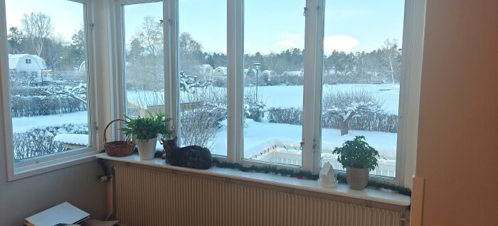 Ett fönster med utsikt över en snötäckt trädgård, med en katt som ligger på fönsterbrädan bredvid växter.