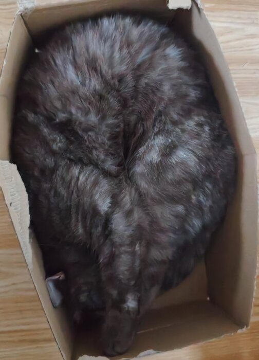 En brun katt kurar ihop sig i en återanvänd kattmatskartong som en kattbädd.
