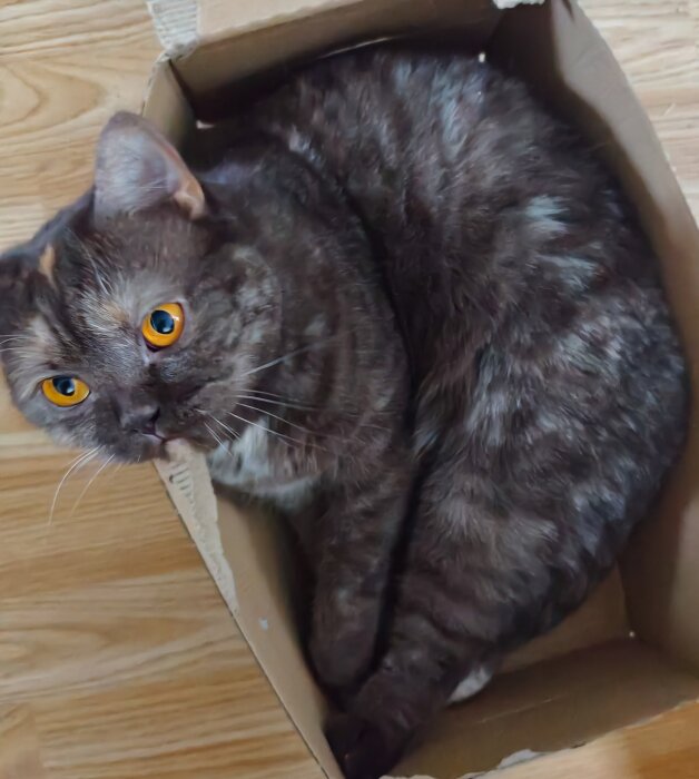 Katt liggandes i en tom kattmatskartong på trägolv, ser uppåt med gula ögon.