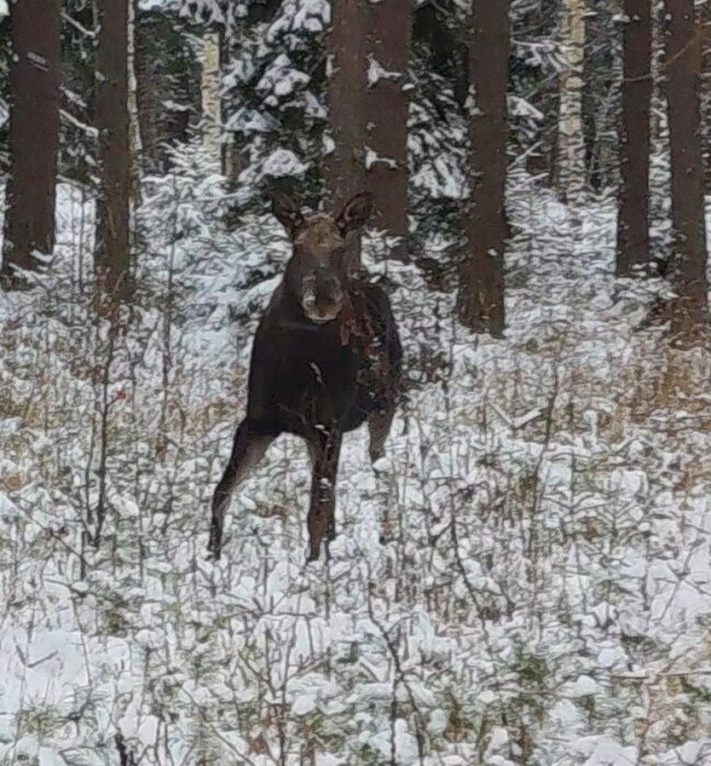 Älg i snöig skogsmiljö, fångad på bild några hundra meter från en trädgård.