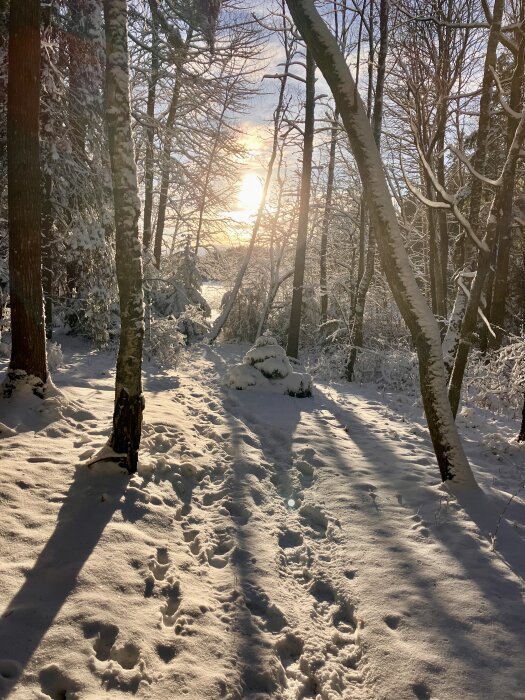 Snötäckt skogsstig med fotspår, omgiven av snöklädda träd, där solen skiner genom grenarna, skapar långa skuggor på marken.