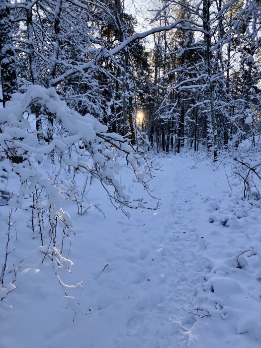 Snöig skogsstig med snötäckta grenar och solnedgång i bakgrunden en vinterdag.