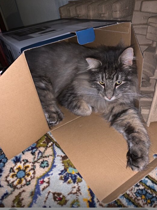En stor, lurvig katt ligger i en kartong på en färgglad matta.