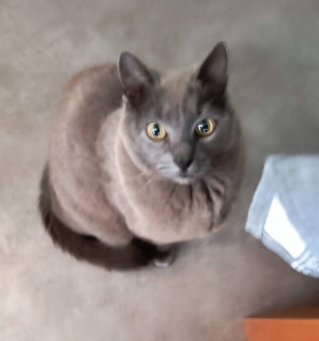 Grå katt med stora gula ögon tittar upp mot kameran, sittande på ett golv bredvid ett bord.
