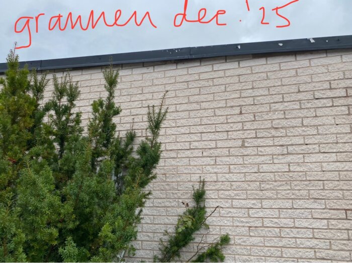 Tegelvägg med växter i förgrunden och en horisontell plåt ovanpå, noterad med "grannen dec. '25" i röd text ovanpå bilden.