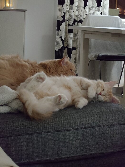 Två katter i en soffa, en ligger avslappnad på rygg framför en annan katt.