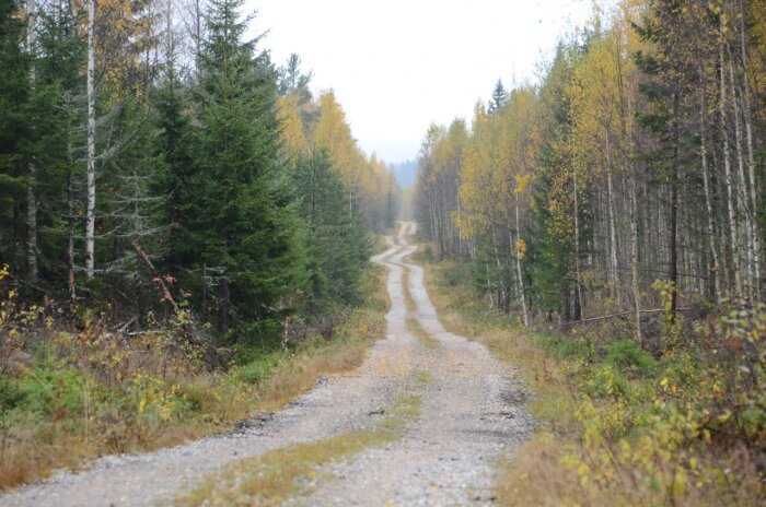 Grusväg genom skog med höstfärgade träd längs sidorna, visar en skogsbilväg i behov av förbättring för bättre bärighet.