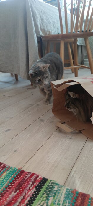 En katt kikar in i en papperspåse där en annan katt gömmer sig. Golvet är av trä med en färgglad matta.