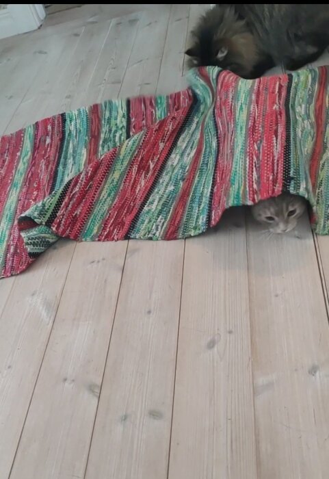 Katt gömmer sig under randig matta på träparkettgolv. En annan katt tittar fram ovanpå mattan.
