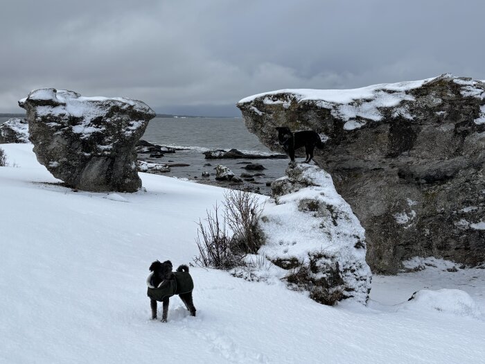 Två hundar i snöigt landskap vid havet med stora, snötäckta stenformationer.