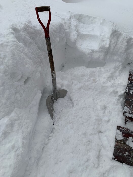 En snöskyffel står i snön vid en skottad gång i djup snö.