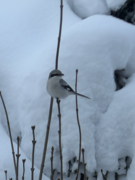 En fågel sitter på en gren i ett snötäckt landskap.