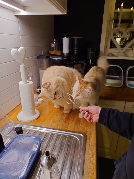 Två katter slickar grädde från en visp på en köksbänk, med hushållsföremål i bakgrunden.