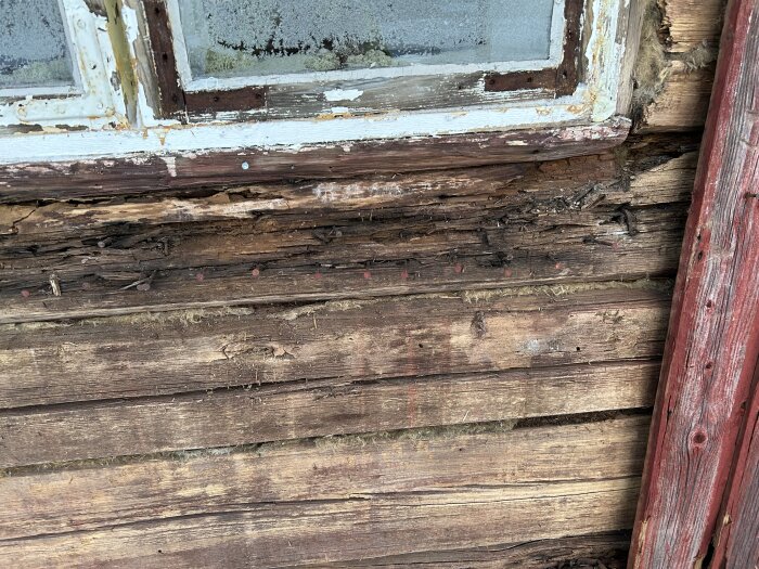 Ruttet timmer och avskalad panel runt ett gammalt fönster i ett timmerhus från 1828, där både nedre och övre stockarna behöver bytas ut.
