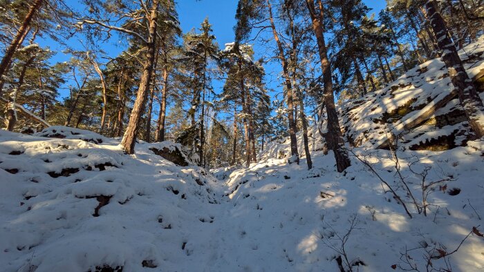 Snötäckt skogsstig omgiven av höga träd en solig vinterdag. Trädens skuggor syns i snön, och himlen är klarblå.