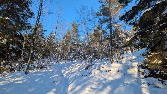 Snöklädd skog med barrträd under klarblå himmel, vinternatur.