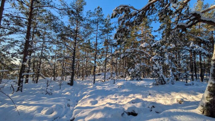 Snötäckt skog med solbelysta träd och klarblå himmel, vinterlandskap med tallar täckta av snö.