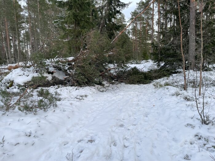 Trädgrenar och snö som blockerar skogsväg efter att tallar fallit; grenar flyttade åt sidan för att frigöra vägen.