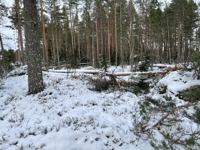 Fällda tallar över en snötäckt skogsväg, tillbakadragna åt sidan för att rensa vägen för promenader i den vintriga skogen.