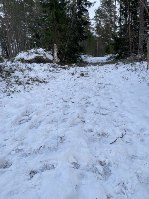Snötäckt skogsväg omgiven av tallar, där några träd nyligen har avlägsnats.