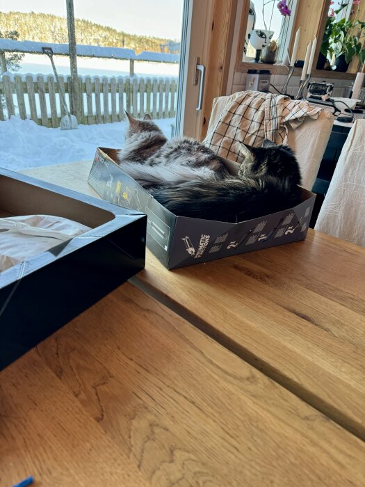 Två katter ligger tillsammans i en kartong på ett träbord, med ett fönster med vinterutsikt i bakgrunden.