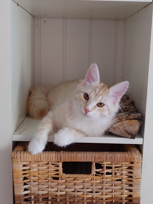 En söt katt ligger på en hylla ovanför en flätad korg.