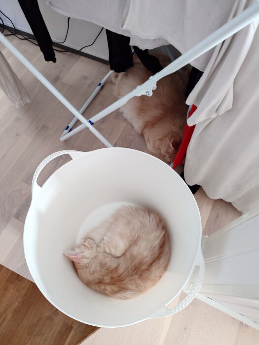 Två lurviga katter som sover; en i en vit korg och en under ett torkställ med kläder.