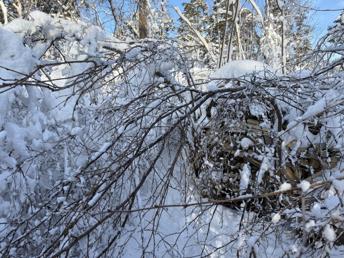 Snötäckta grenar och träd hänger över vedstaplar, vilket gör dem svåråtkomliga.