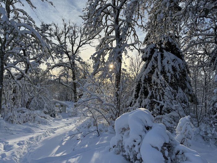 Snötäckt skog med träd tunga av snö, solens ljus tränger igenom grenarna, en begravd vedhög ligger delvis dold.