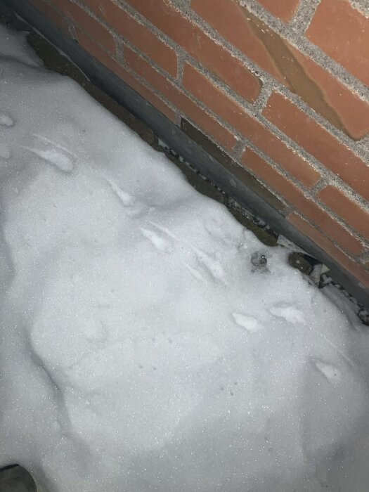 Spår av djurfötter i snö bredvid en tegelvägg, potentiellt skapat av ett mindre djur.