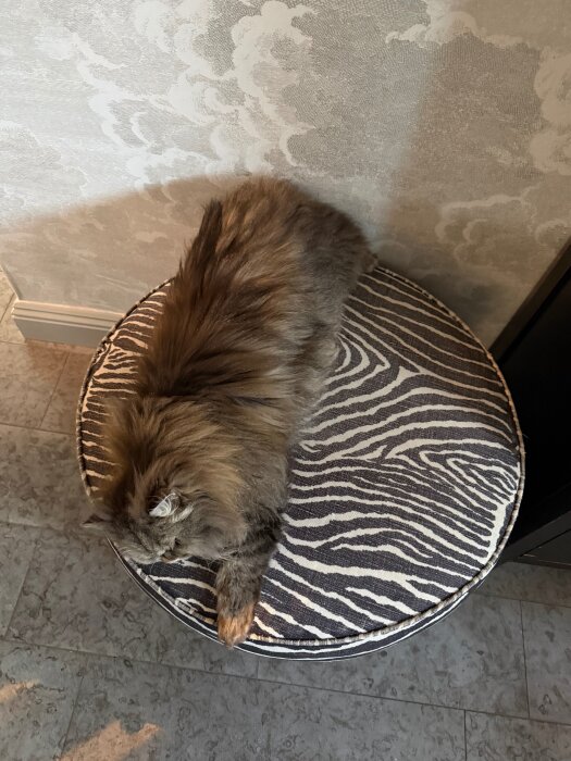 Katt ligger avslappnad på en rund pall med zebramönstrad dyna, mot en vägg med molnmönstrad tapet.