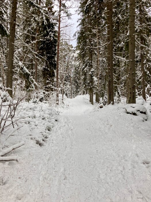 Snötäckt stig genom en skog med höga barrträd, där snö ligger på grenarna och marken.