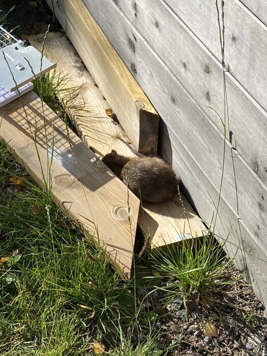 Råtta vid en trävägg bredvid en fälla och gräs.
