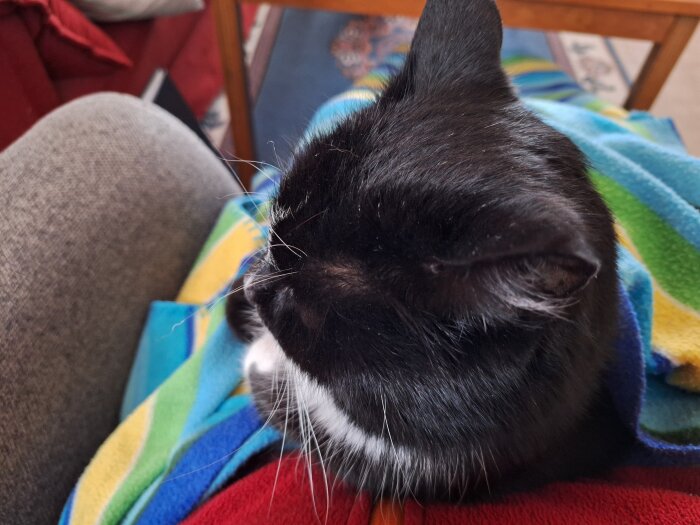Svar: Svart och vit katt ligger på en färgglad filt i ett hem, sedd uppifrån.