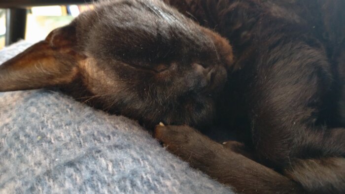Svart katt sover avslappnat på blå filt, ser nöjd och trygg ut.