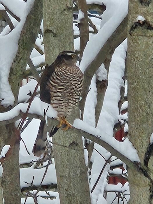 Falk fågel på en snöig gren utanför köksfönstret.