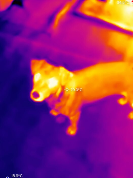 Termografisk bild av en hund som står på golv, där olika temperaturer visas i färger från lila till gult.